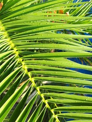 palm leaf background.
