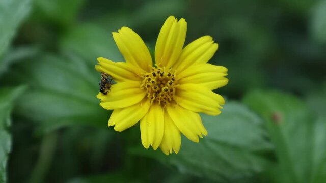Close up of a camouflage yellow spider in a yellow flower is walking on a petal with caught a sting less bee