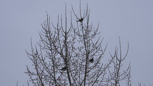 Birds on a tree in winter against the gray sky