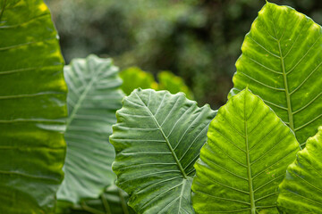 background image of huge tropical leaves jungle plants of asia