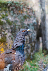 portrait of a capercaillie with a red eyebrow in the forest