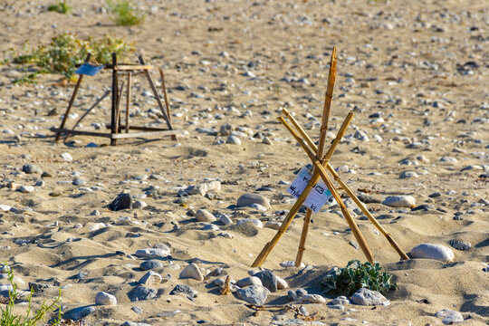 Clutches of Carriage-Caretta turtle eggs on Zakynthos island, Greece
