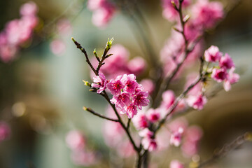 branch of blooming pink delicate fluffy asian sakura in flowering season