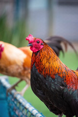 Gallinas posando en un cerco dentro de un parque 