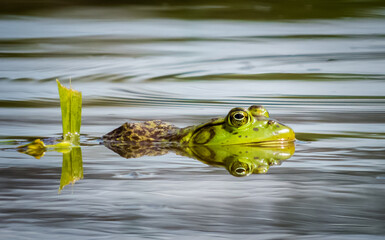 Reflejo de Rana toro macho o Lithobates catesbeianus, nadando en un lago, esperando y observando...