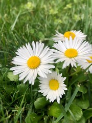Fototapeta premium daisies in the grass
