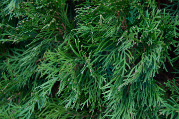 Fototapeta na wymiar Closeup of Beautiful green christmas leaves of Thuja trees. Thuja twig is an evergreen coniferous tree. Close-up view of beautiful green juniper branches, selective focus.
