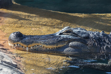 alligator in the water