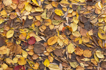 Autumn fall yellow orange red colorful and dry brown leaves background texture