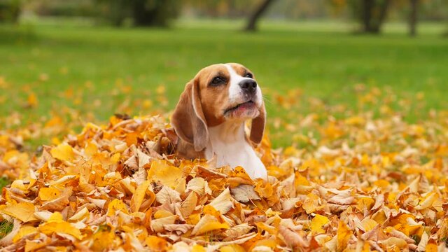 Dog lie in heap of yellow leaves, stare to somebody and woof once, gaze again. Sit down and yap one more time. Slow motion shot, portrait of beagle at autumn park