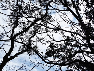 木と空
