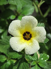 Obraz premium A yellow flower covered by the morning dew.