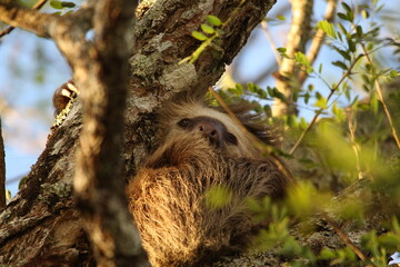 Three toed Sloth