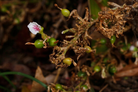 cardamon or cardamum- a spice made from the seeds of several plants in the genera Elettaria and Amomum in the family Zingiberaceae on the plant