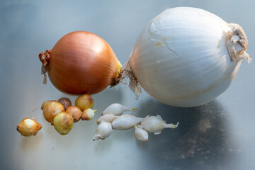 small onion seeds and a large white onion that grew from these seeds