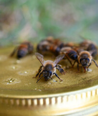 Honeybees drinking sugar water from a jar lid