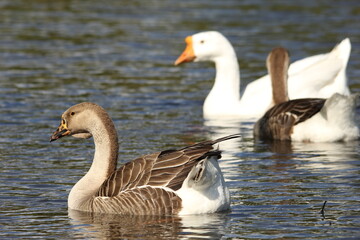 country goose family