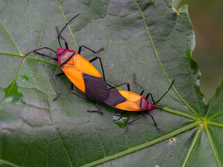 Macro photography of a couple of firebugs mating on an abutilon leaf, captured in a garden near the...