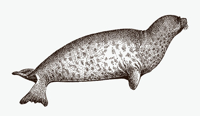 Lying bearded seal, erignathus barbatus in profile side view - obrazy, fototapety, plakaty