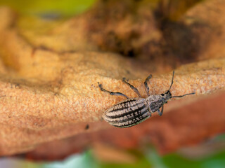 Macro photography of a striped fungus weevil walking on the edge of a succulent plant leaf,...