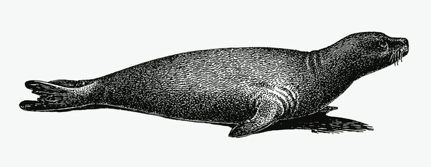 Extinct Caribbean monk seal, neomonachus tropicalis in profile side view © M