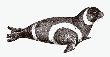 Lying ribbon seal, histriophoca fasciata in profile side view © M