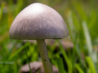 Macro photography of petticoat mottlegill mushrooms, captured in a field near the colonial town of Villa de Leyva, Colombia.