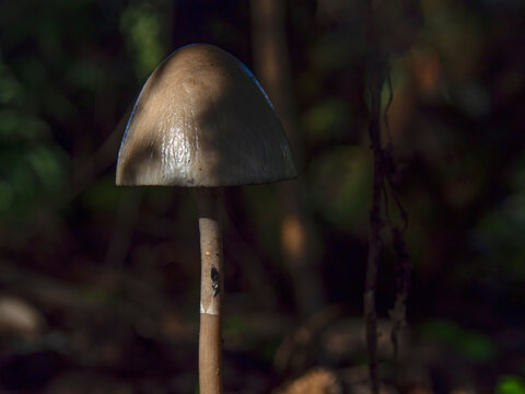 Macro photography of petticoat mottlegill mushrooms, captured in a field near the colonial town of Villa de Leyva, Colombia.