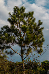 Linda árvore arborizada em uma fazenda do interior