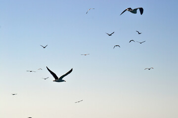 birds in flight
