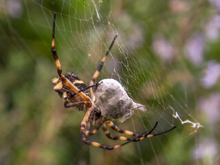 Macro photography of a silver argiope spider with a prey wrapped in its silk, captured in a garden...