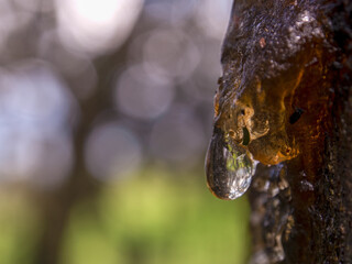 Macro photography of drops of tree resine, captured in a forest near the olonial town of Villa de Leyva Colombia.