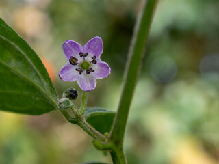 Macro photography of a turbo pube chili flower, captured in a farm in the central Andean mountains of Colombia near the town of Arcabuco, in the department of Boyaca.
