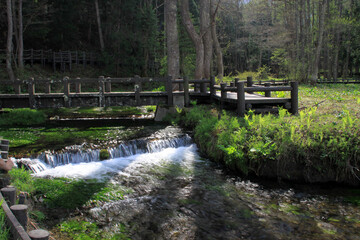 Obraz premium 姫川源流湧水