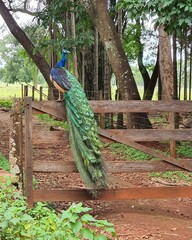 Obraz premium peacock in the park