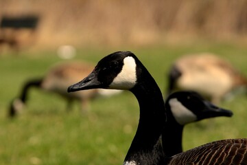 Canadian goose, close up portrait 
