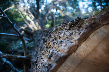 fallen tree
Patagonia, Argentina