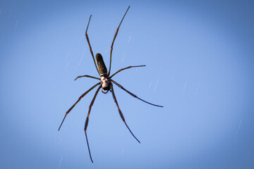Nephila clavipes is a common species of spider. She lives in the warmest regions of the Americas, photographed in the Municipality of Nova Ponte, State of Minas Gerais, Brazil.