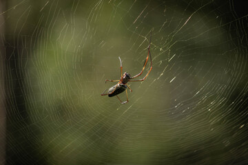 Nephila clavipes is a common species of spider. She lives in the warmest regions of the Americas, photographed in the Municipality of Nova Ponte, State of Minas Gerais, Brazil.