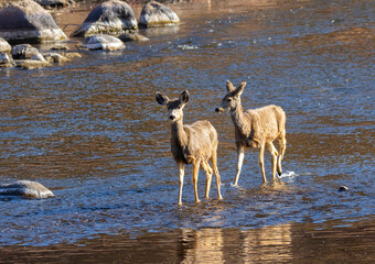 Pair of mule deer does crossing the South Platte River