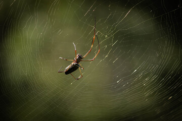 Nephila clavipes is a common species of spider. She lives in the warmest regions of the Americas, photographed in the Municipality of Nova Ponte, State of Minas Gerais, Brazil.