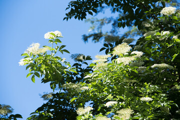 Flower from Patagonia, Argentina
Sambucus 
