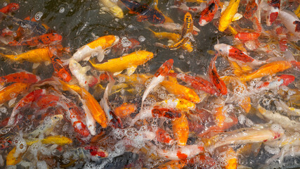 colorful of fish crap nature background