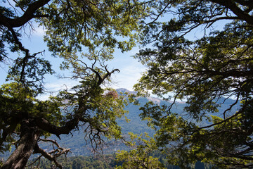Natural tree cover
Patagonia, Argentina