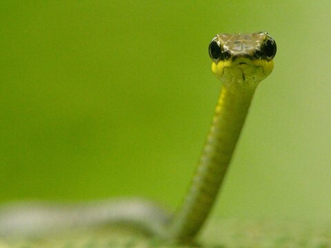 Closeup Macro shot of head of Bronzeback Tree Snake (Dendrelaphis tristis) in Bukit Lawang, Sumatra.