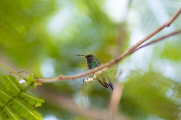 resting hummingbird