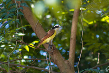 Great kiskadee on a branch