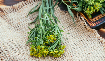Medicinal plant Euphorbia esula, commonly known as green spurge or leafy spurge of milkweed in bottle with cork On a wooden cutting board ready for cooking medicines, medicines or drying