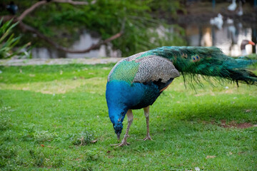 Fototapeta premium Pavo real colorido caminando en un parque junto a personas