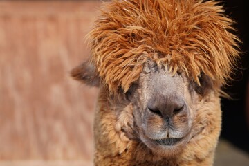 Portrait of a furry alpaca at a farm in New Jersey